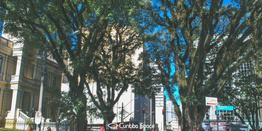 As quatro tipuanas da Praça Santos Dumont - Curitiba Space