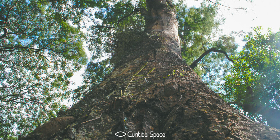 Árvore Angico Branco - Curitiba Space